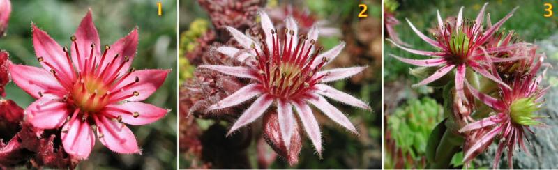 rosette